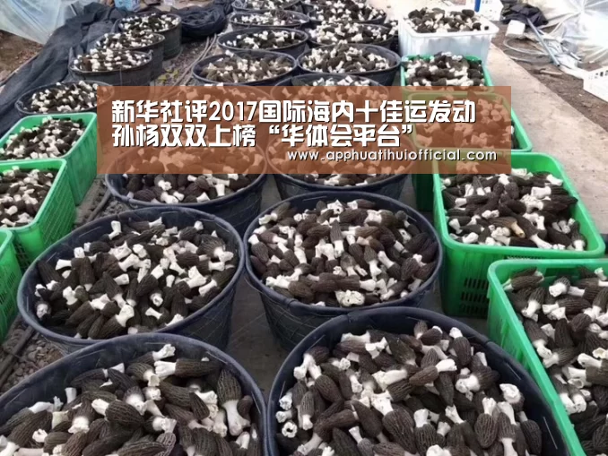 华体会app